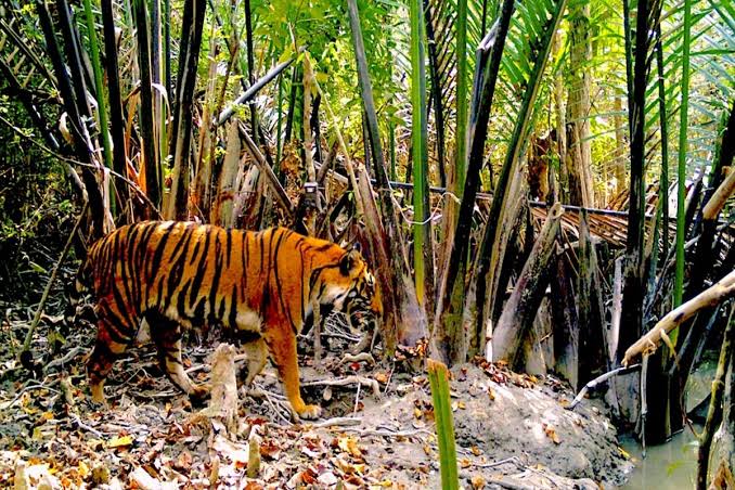 sundarban tour and travel tiger image